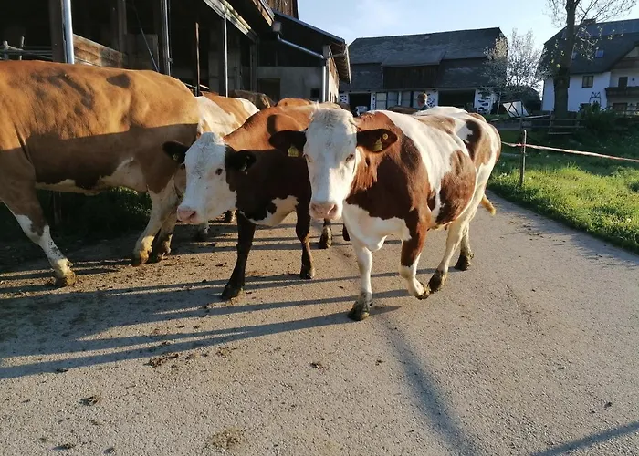 Ursprunghof Apartament